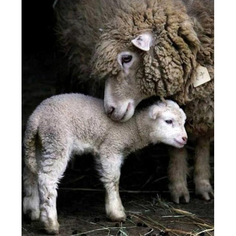 Mummy & Baby She...