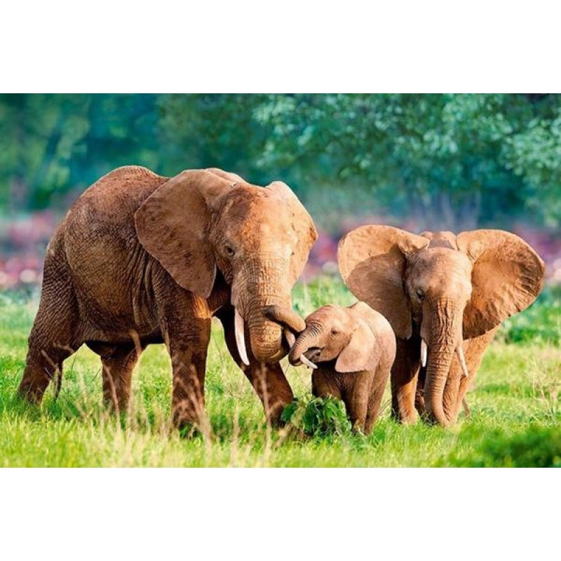 Happy Elephants - Pa...