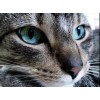 Grey Cat with Blue eyes