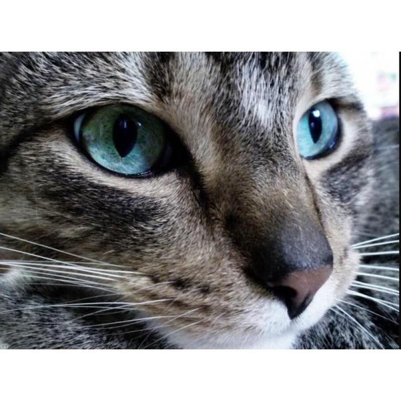 Grey Cat with Blue e...