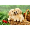 Golden Retriever Puppies in Basket