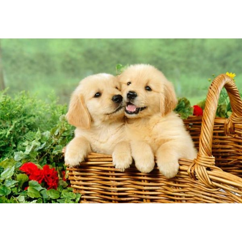 Golden Retriever Pup...