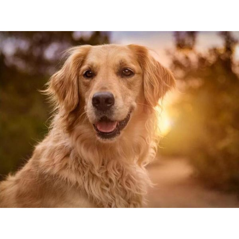 Golden Retriever Clo...