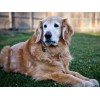 Golden Retriever Dog Diamond Painting