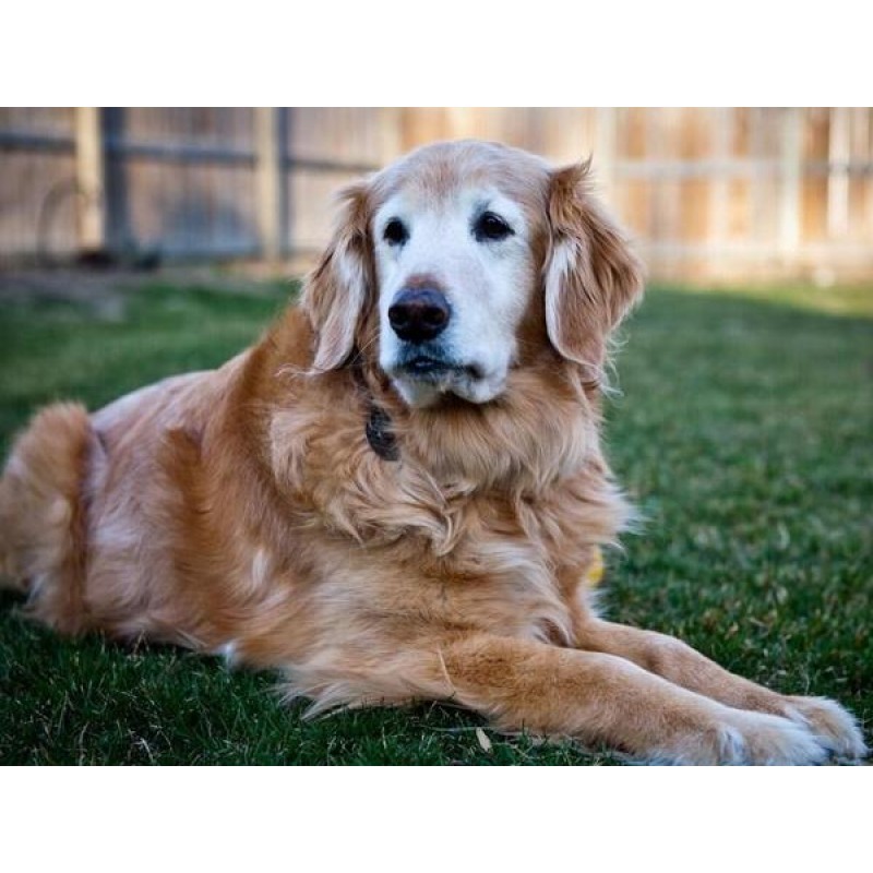 Golden Retriever Dog...