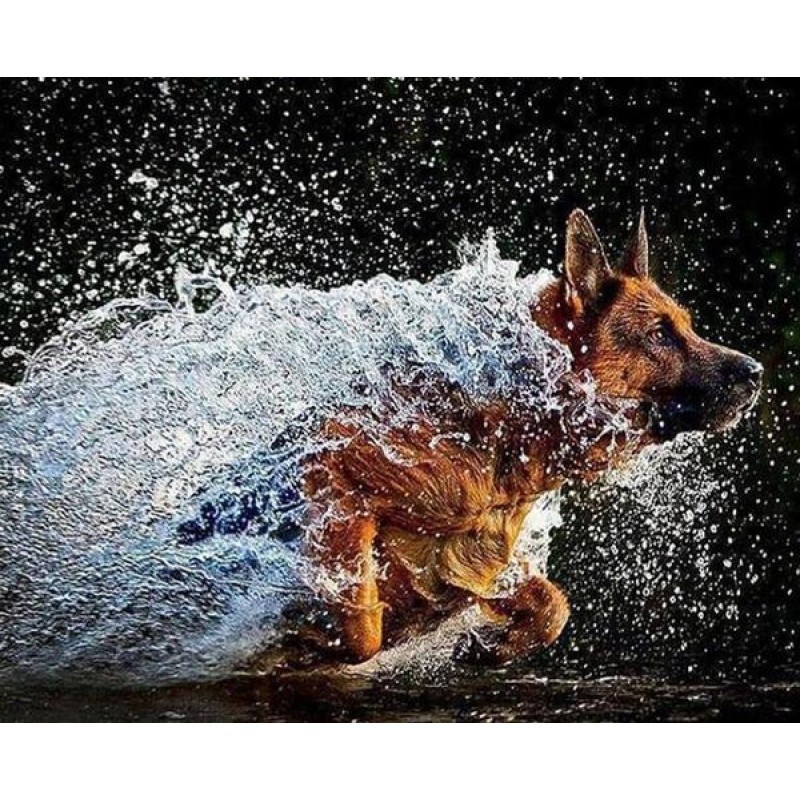 German Shepherd Runn...