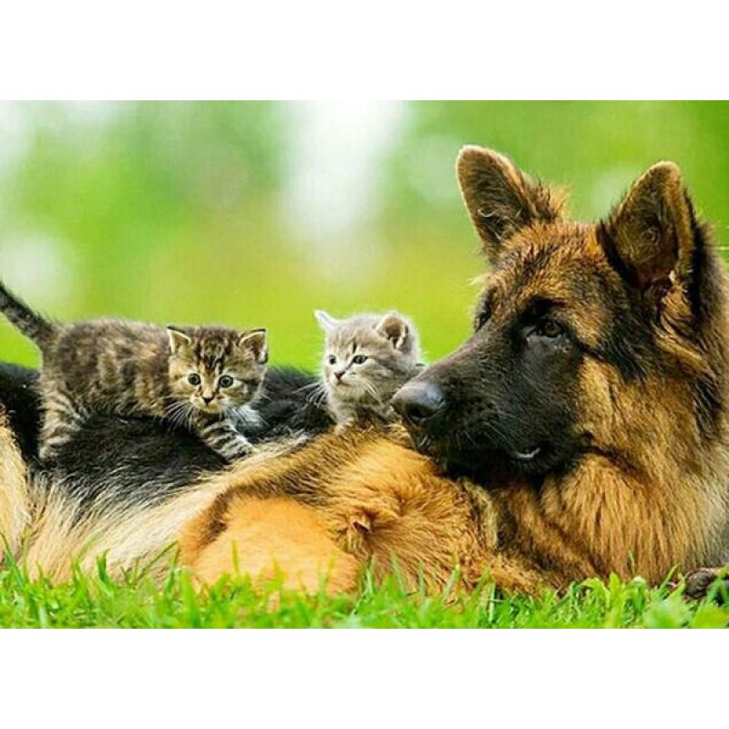German Shepherd with...