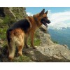 German Shepherd on the Mountains