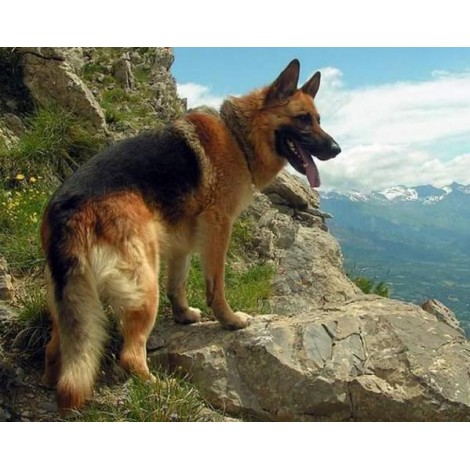 German Shepherd on the Mountains