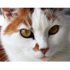 Gazing Cat Diamond Painting Kit