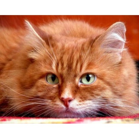Cute Orange Cat Diamond Painting