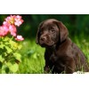 Cute Labrador Retriever Puppy