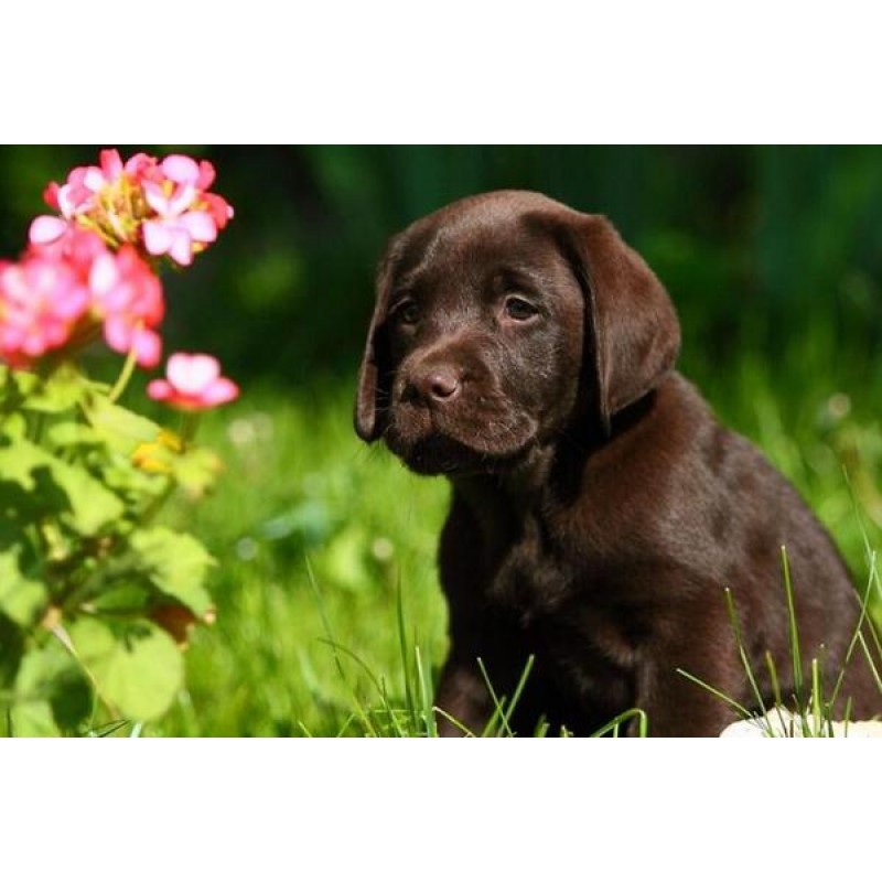 Cute Labrador Retrie...