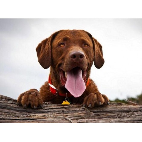 Cute Labrador - Paint with Diamonds