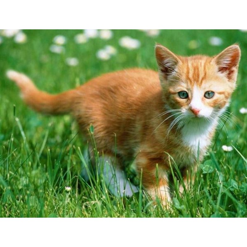 Cute Kitten & Gr...