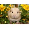 Cute Guinea pig & Yellow Flowers