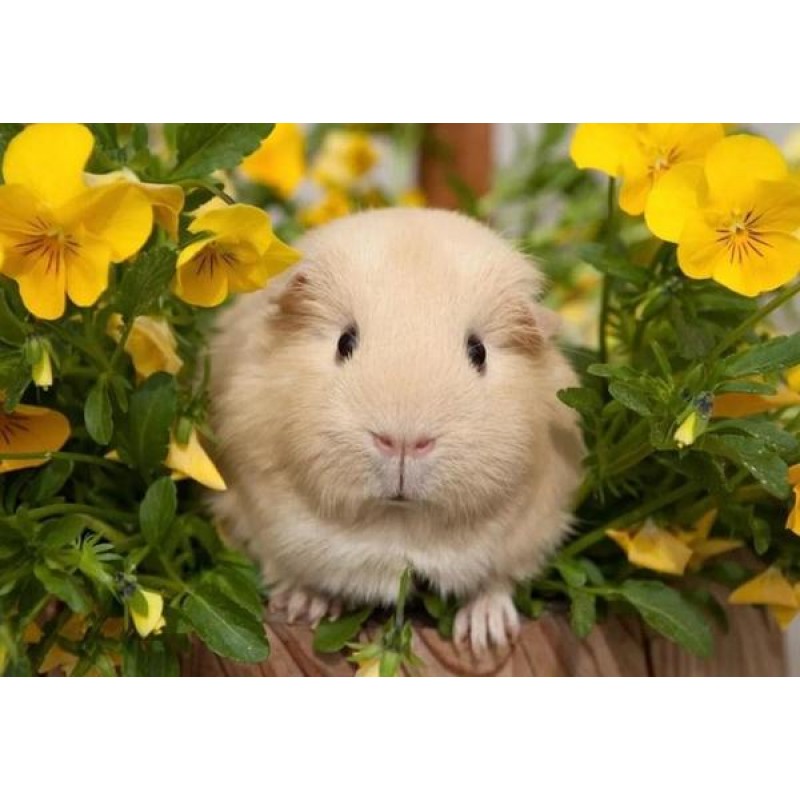 Cute Guinea pig &amp...