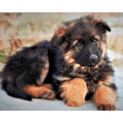 Cute German Shepherd Puppy