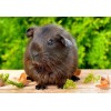 Cute Black Guinea Pig