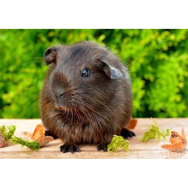 Cute Black Guinea Pi...