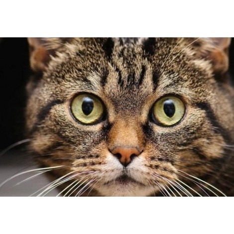 Cute Cat with Big Eyes