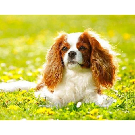 Cavalier King Charles Spaniel Puppy