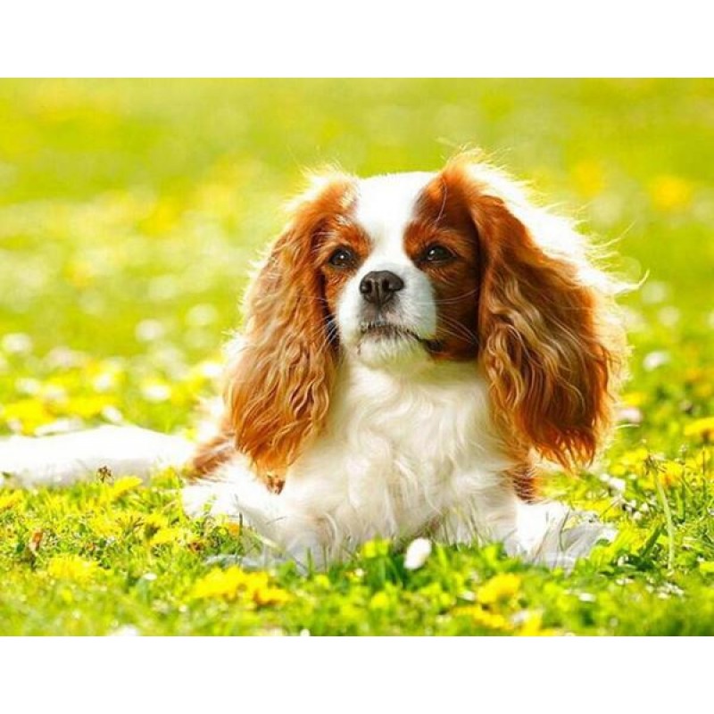 Cavalier King Charle...