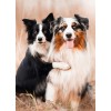 Collie Dogs Pair Diamond Painting
