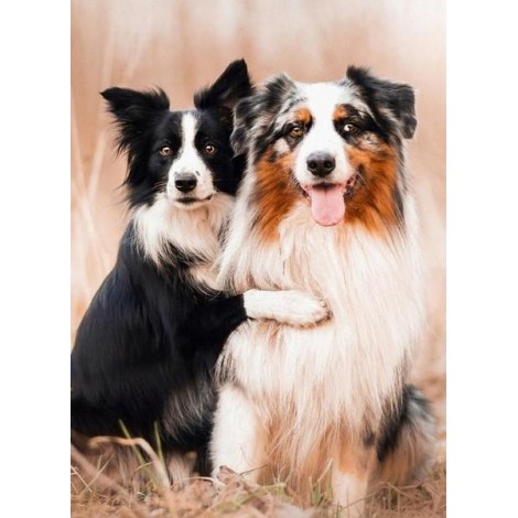 Collie Dogs Pair Diamond Painting