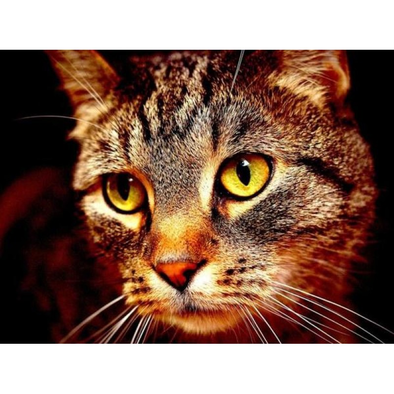 Cat Face Close up DI...