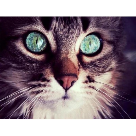 Cat with Turquoise Eyes