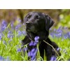 Black Labrador in Green Fields