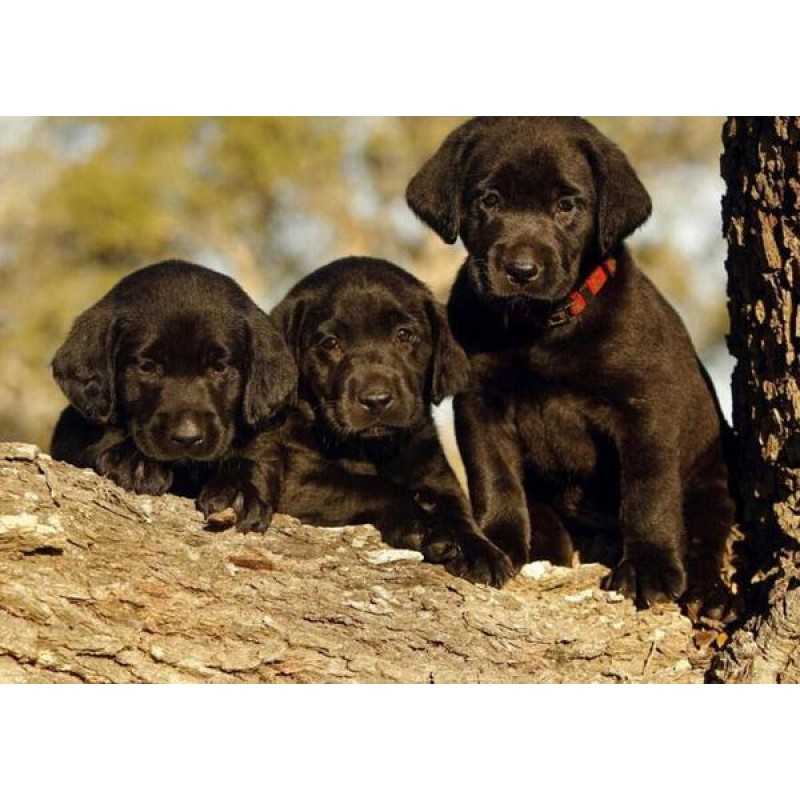 Black Labrador Retri...
