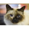 Birman Cat - Paint with Diamonds