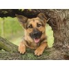 Baby German Shepherd on the Tree