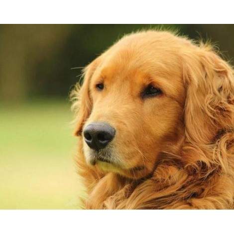 Amazing Golden Retriever - Paint by Diamonds