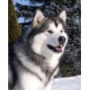 Alaskan Malamute Diamond Painting Kit