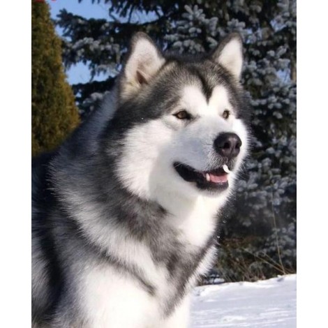 Alaskan Malamute Diamond Painting Kit