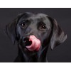 Amazing Black Labrador Retriever