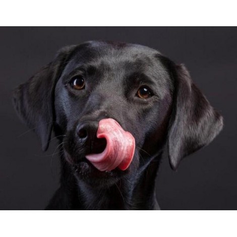 Amazing Black Labrador Retriever