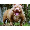 American Pit Bull Terrier Dog