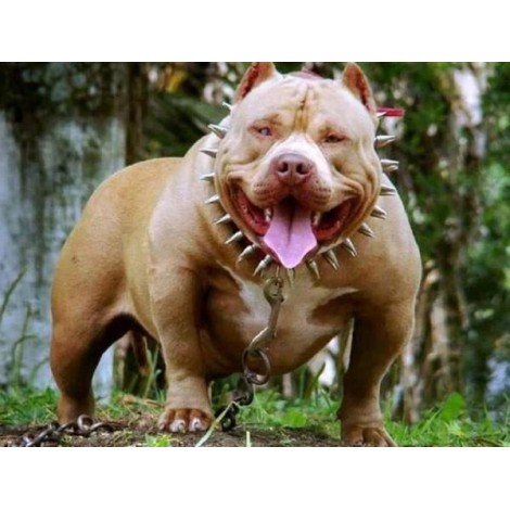 American Pit Bull Terrier Dog