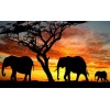 African Elephant Family Diamond Painting