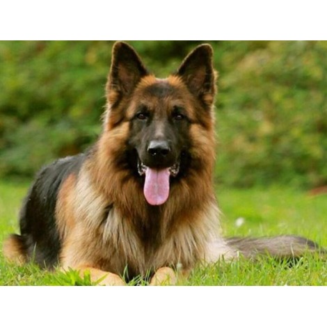 Adorable German Shepherd Diamond Painting