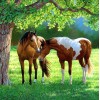 Horses Pair Under the Tree