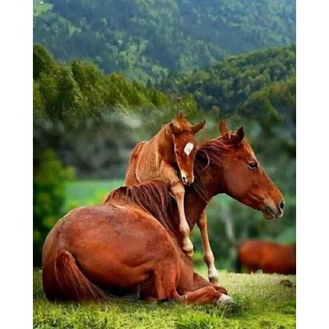 Horse Baby Hugging the Mother