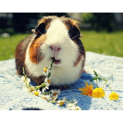 Cute Guinea Pig Eating Flowers