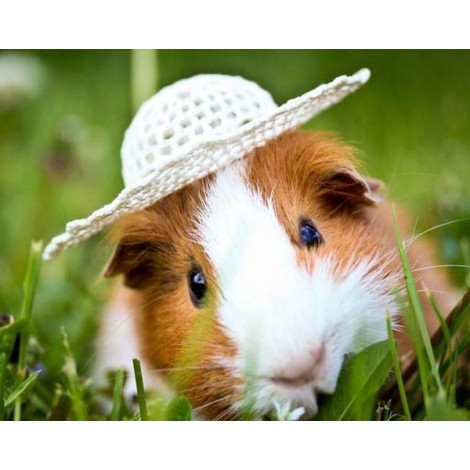 Cute Guinea Pig in Hat