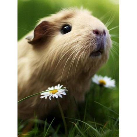Adorable Guinea Pig - Paint by Diamonds