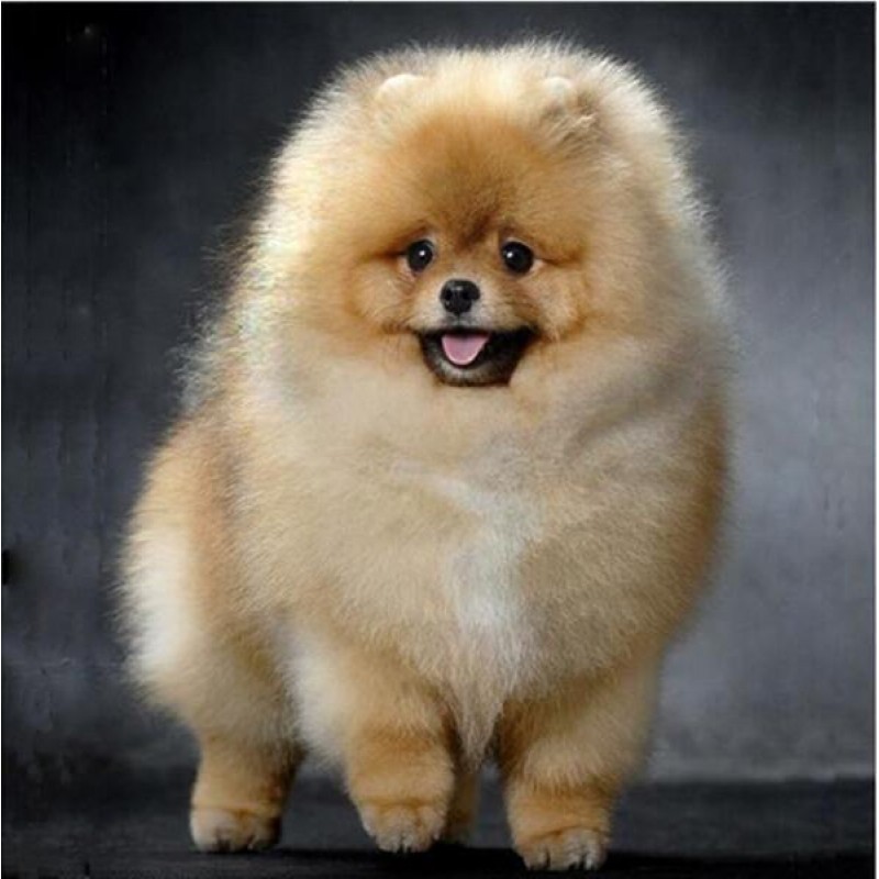 Pomeranian - Paint b...